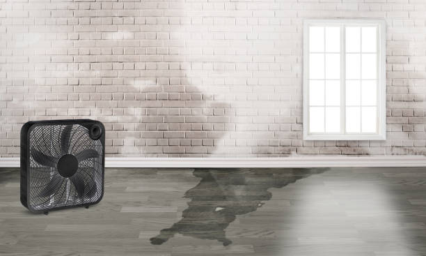 Best Professional water damage repair  in Toquerville, UT